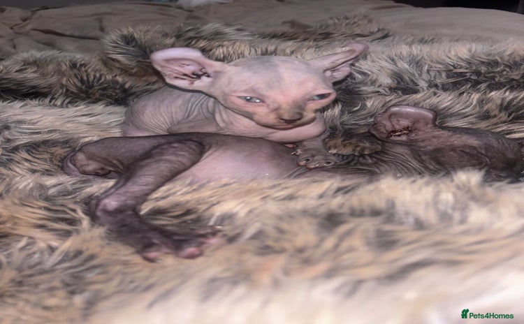 Sphynx cats - Advert 7