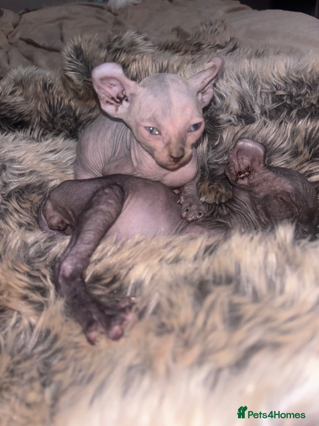Sphynx cats for sale: Half Elf sphynx  - Image 3