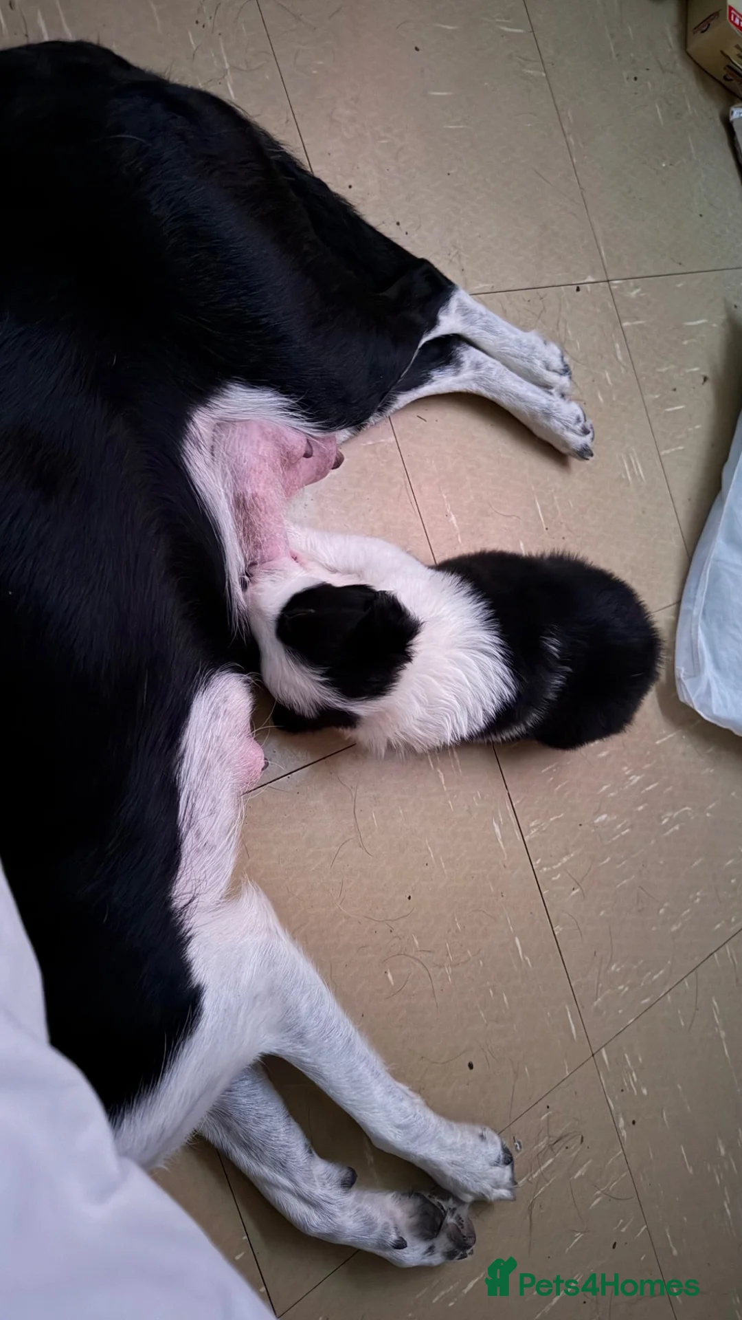 Border Collie dogs for sale: 4 boys 4 girls border collie for sale - Advert 2