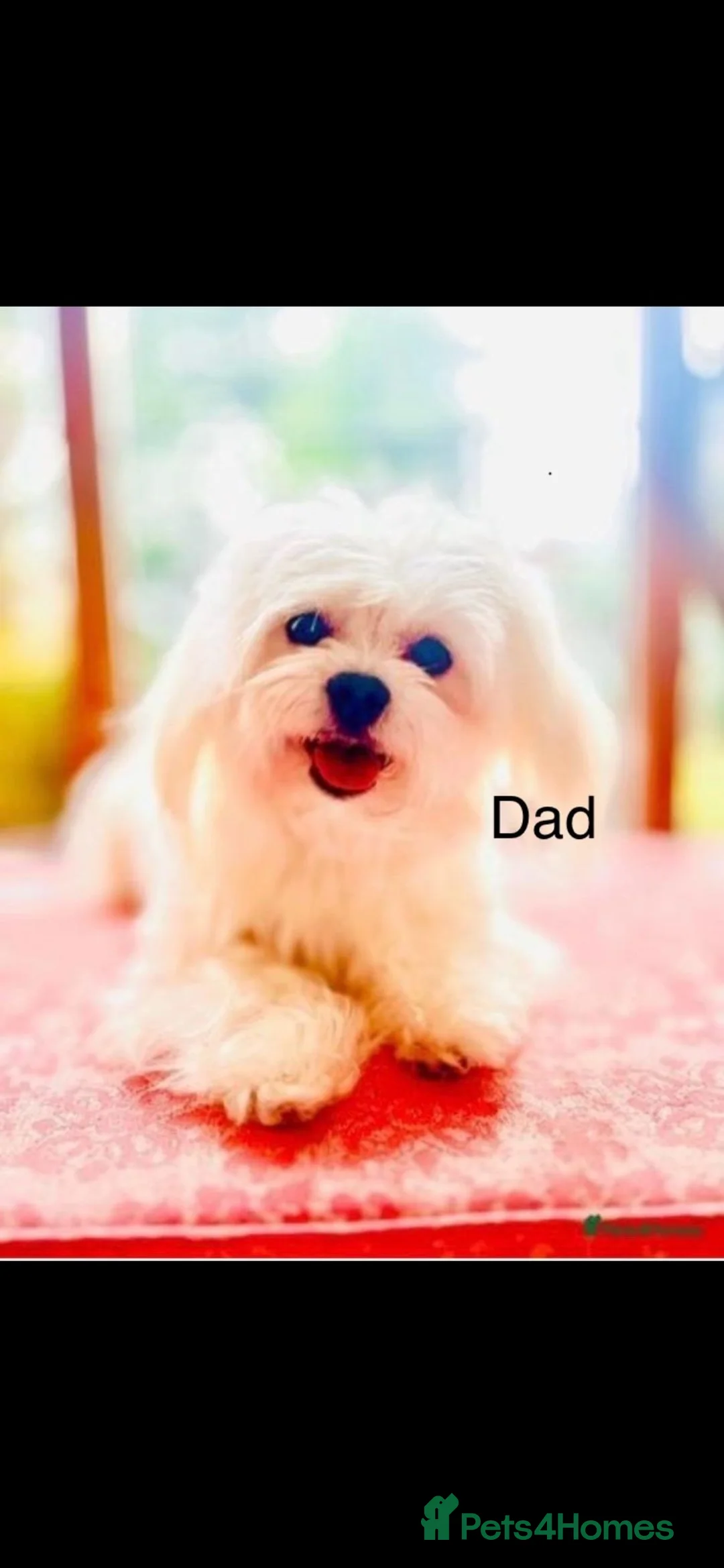 Malshi dogs for sale: Malshi puppies  - Advert 18