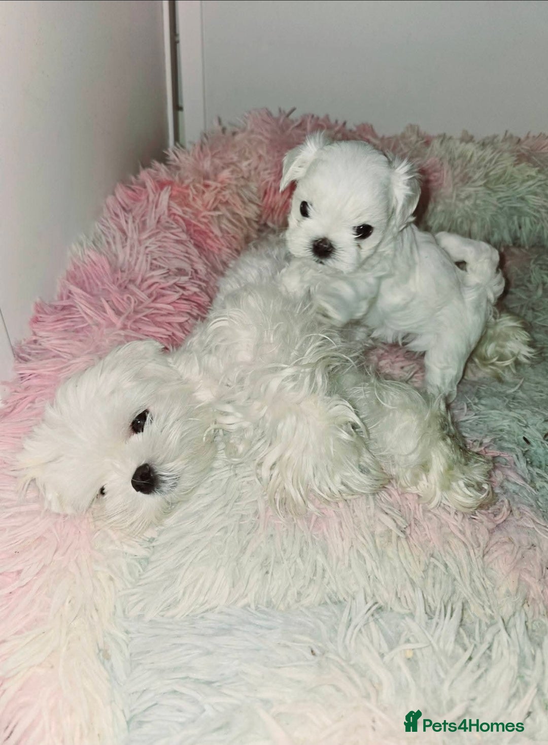 Maltese dogs for sale: Full Korean KC maltese boy London - Advert 6