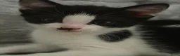 Mixed Breed cats for sale: Black and white kitten looking for homes  - Advert 4