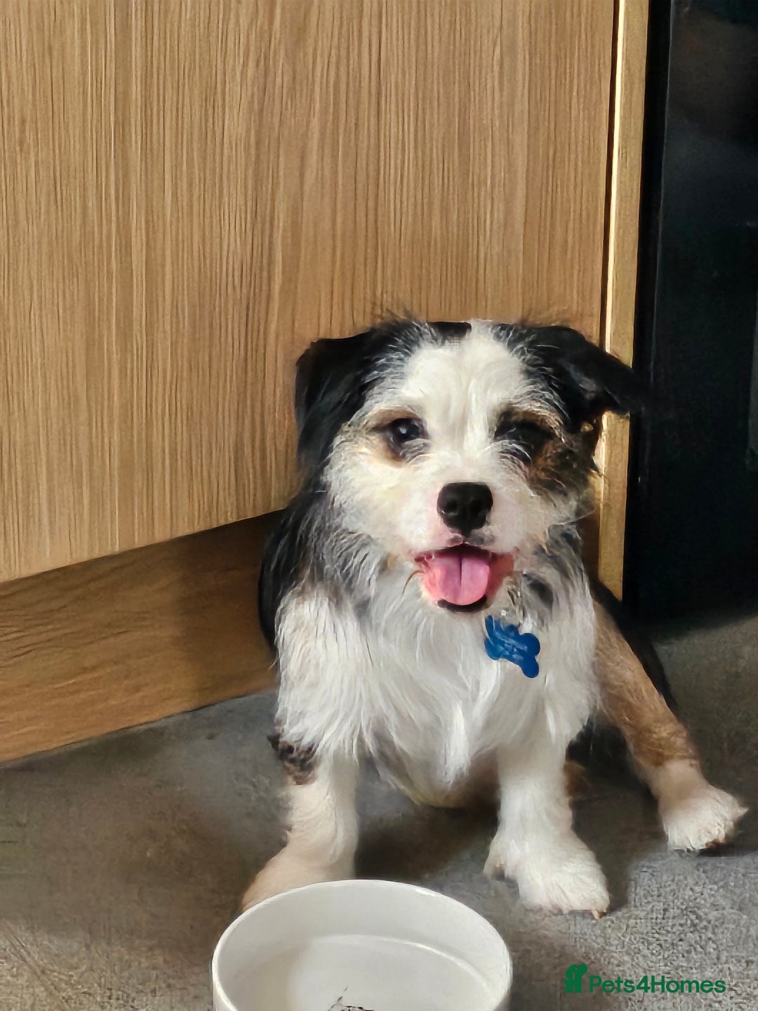 Mixed Breed dogs for sale: Ben for adoption  - Advert 1