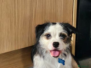 Mixed Breed dogs Ben for adoption - Advert 2