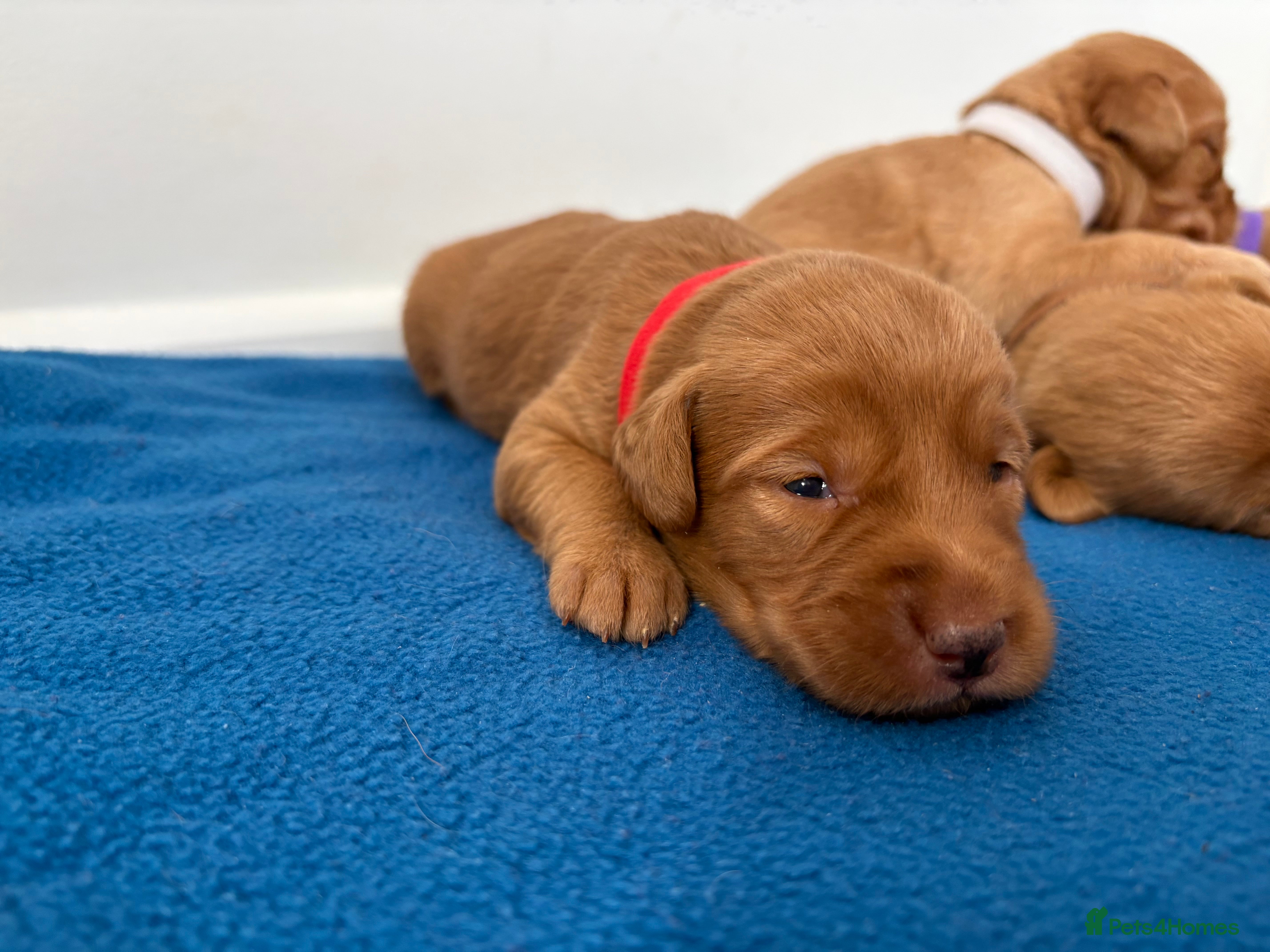 Labradoodle dogs Extensively Health Tested F1 Miniature Labradoodle - Advert 2