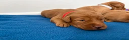 Labradoodle dogs for sale: Extensively Health Tested F1 Miniature Labradoodle - Advert 2