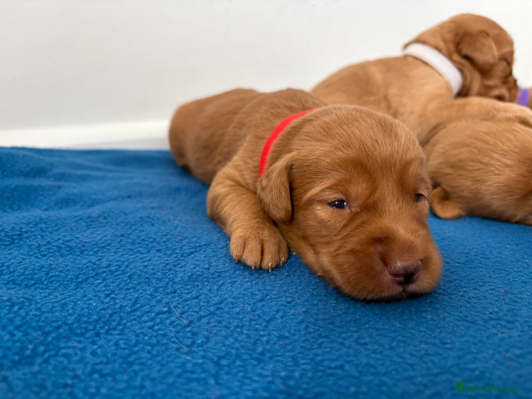 Labradoodle dogs for sale: Extensively Health Tested F1 Miniature Labradoodle - Advert 2