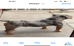 Dorset Olde Tyme Bulldogge dogs for stud: Proven LH fluffy carrier in Portsmouth - Image 15