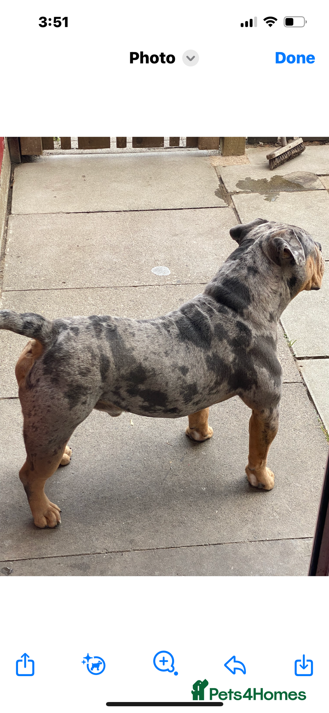 Dorset Olde Tyme Bulldogge dogs for stud: Proven LH fluffy carrier in Portsmouth - Image 15