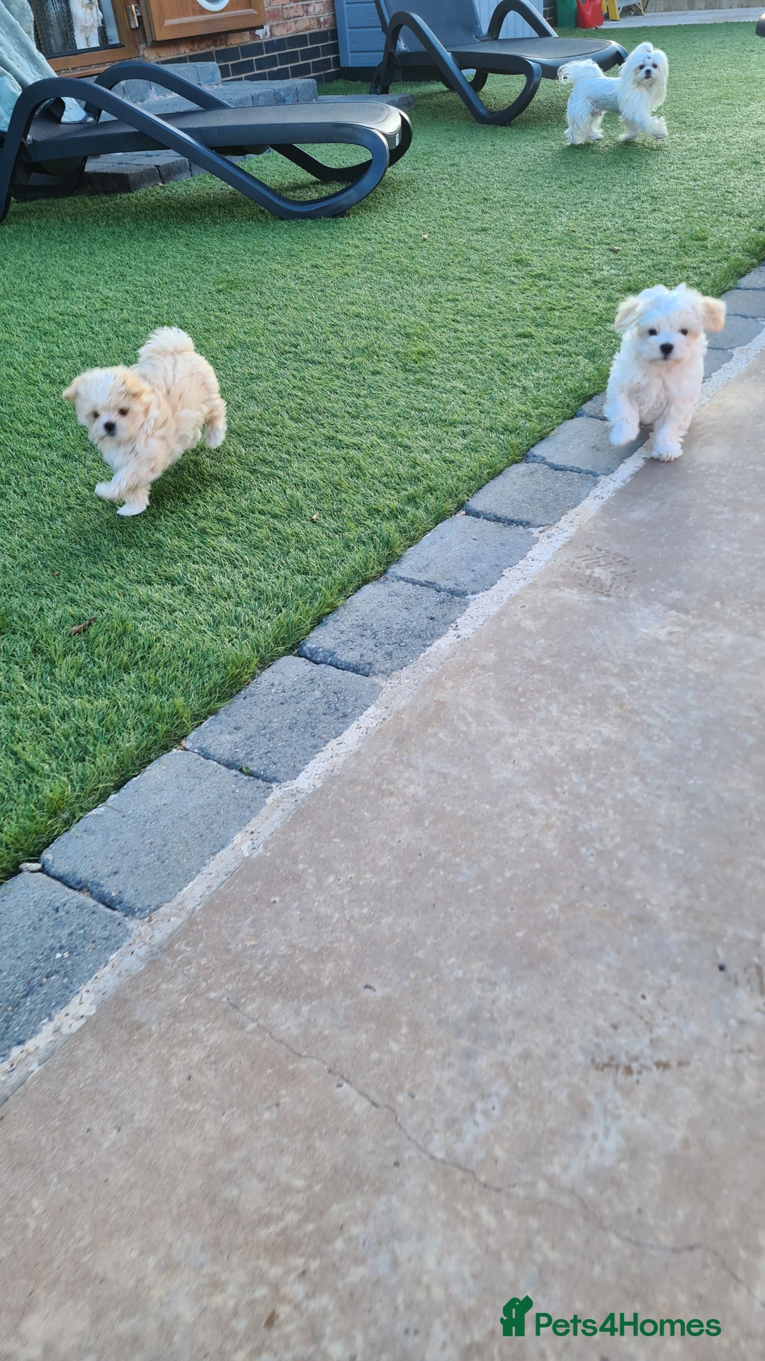 Mixed Breed dogs for sale: Havamalt pups - Image 6