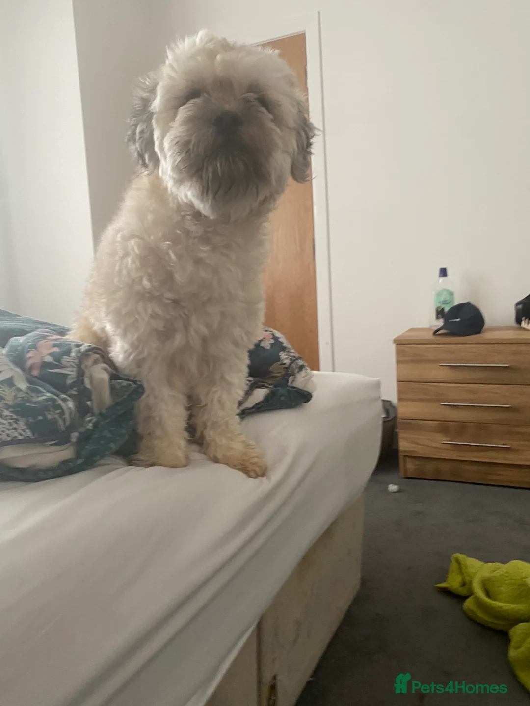 Lhasa Apso dogs for stud: Lhasapso for studding  - Advert 2