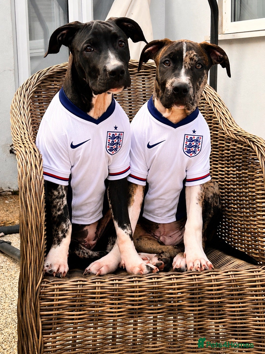 Mixed Breed dogs American Staff Terrier Cross Puppies Only 3 left! - Advert 9