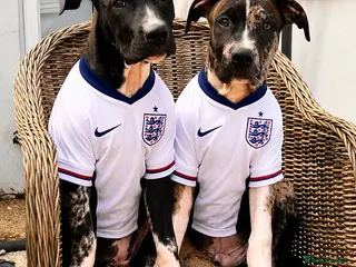 Mixed Breed dogs American Staff Terrier Cross Puppies Only 3 left! - Advert 9