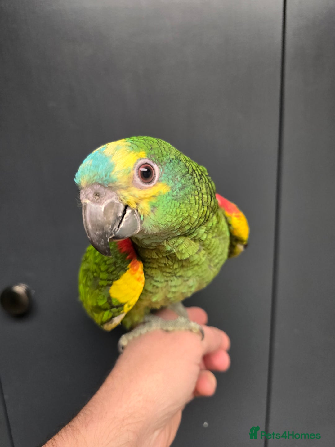 Parrots birds for sale: Stunning Handreared Amazon's ready now!!! - Image 8