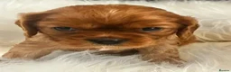 Cavalier King Charles Spaniel dogs for sale: ⭐️Gorgeous KC Chocolate Carrier Cavaliers⭐️ - Advert 5