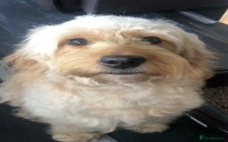 Mini Goldendoodle dogs for sale: 2 Mini Goldendoodle girls - Advert 2