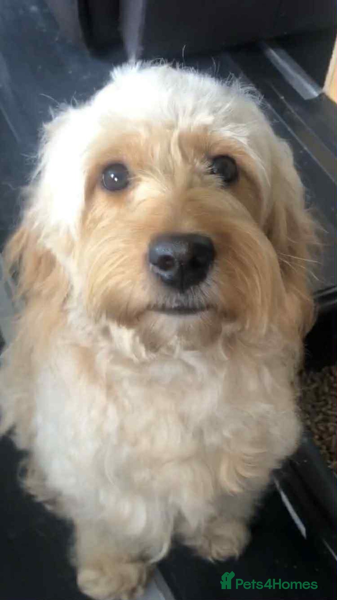 Mini Goldendoodle dogs for sale: 2 Mini Goldendoodle girls - Advert 2