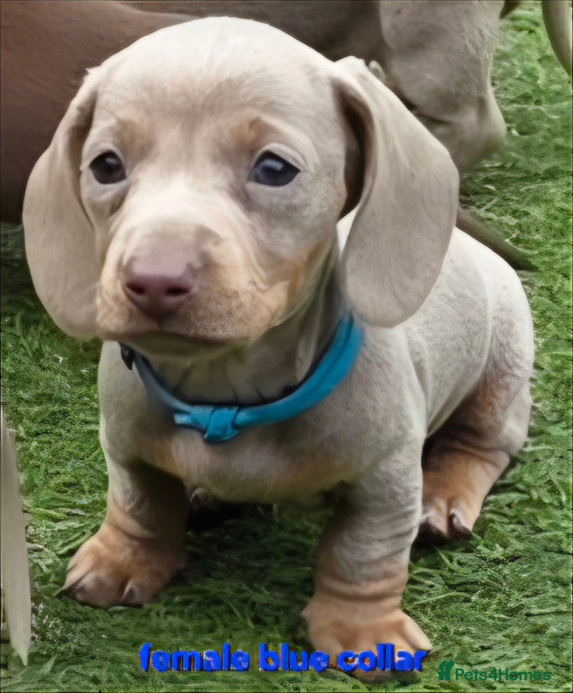 Dachshund dogs 8 Mini daxis smooth coat isabella and chocolate  - Advert 16