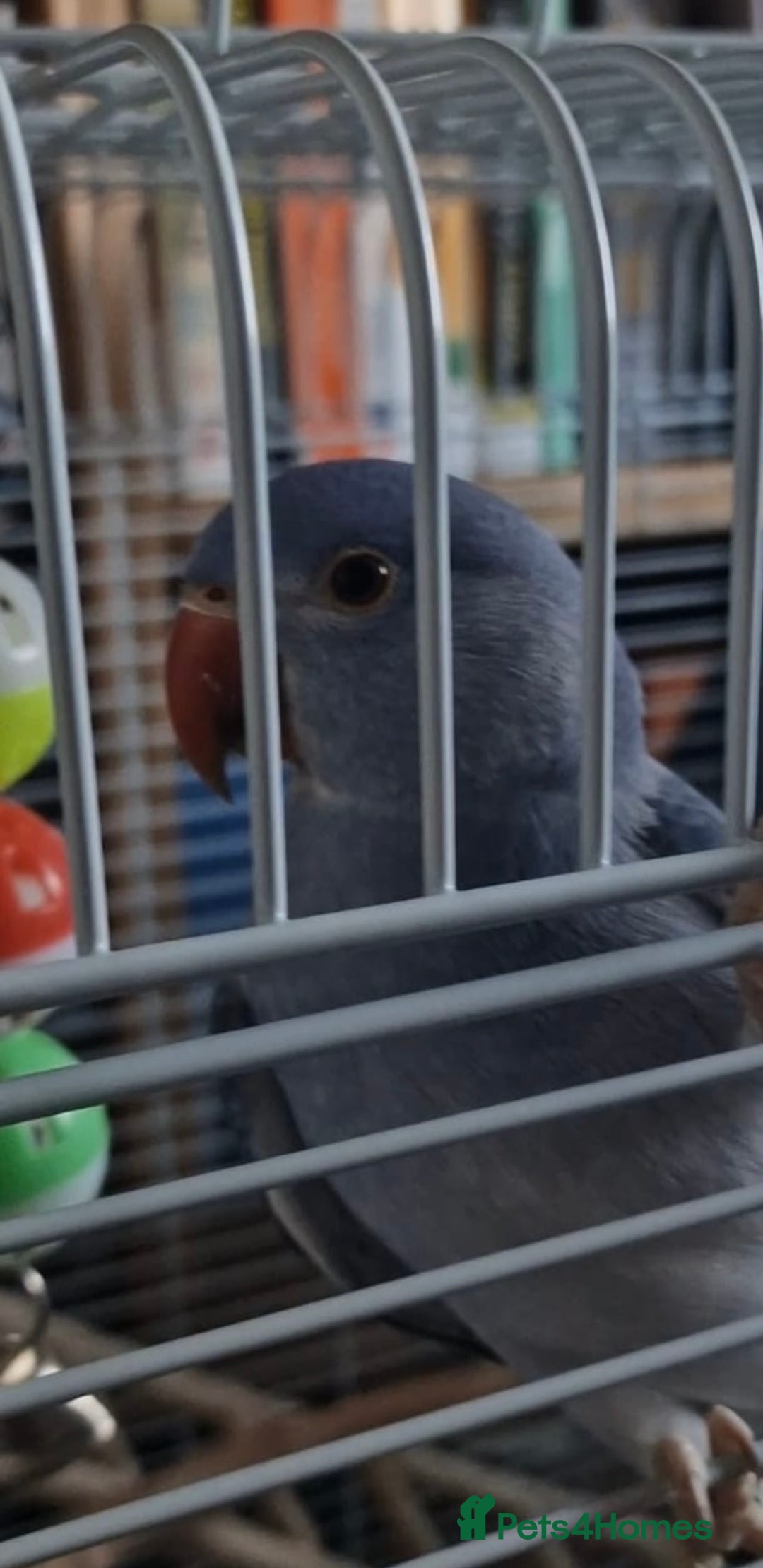 Ringnecks birds for sale: Male Indian Ringneck  - Advert 1