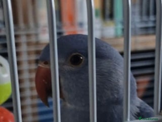 Ringnecks birds Male Indian Ringneck - Advert 1