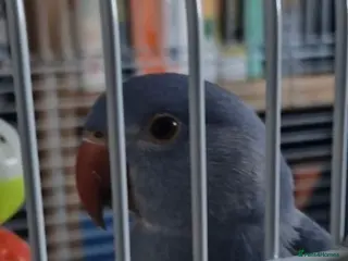 Ringnecks birds Male Indian Ringneck - Advert 17