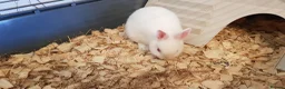 Netherland Dwarf rabbits for sale: Pure netherland dwarfs from BRCregistered parents in Pontypridd - Advert 6
