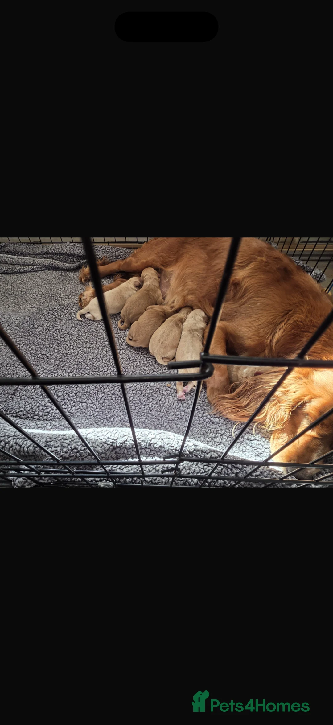Cockapoo dogs for sale: Cockapoo puppies in West Bromwich - Advert 1