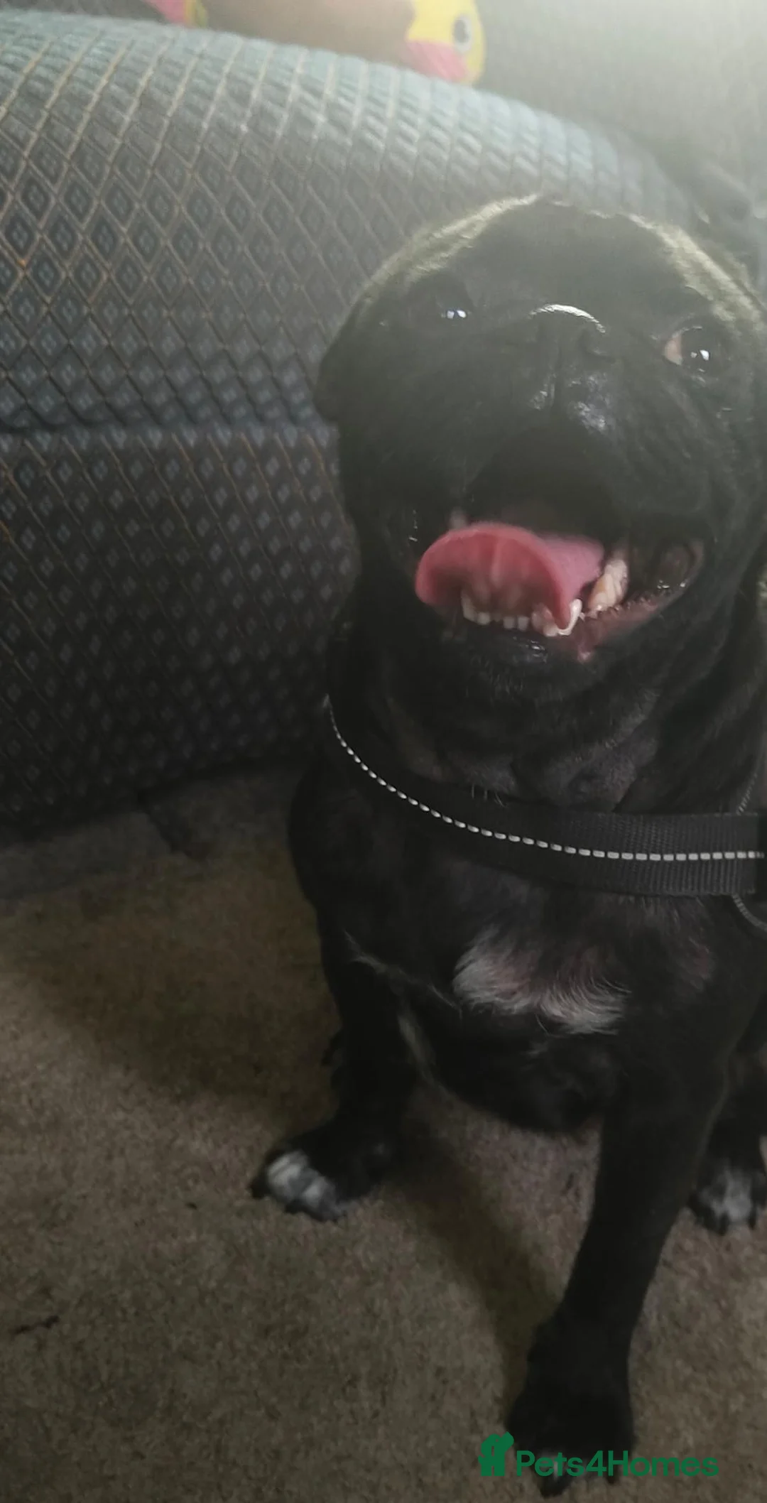 Pug dogs for sale: 4 year old pug  in Gloucester - Advert 2