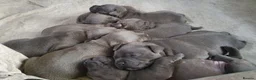 Staffordshire Bull Terrier dogs for sale: Stunning blue staffie pups  - Advert 3