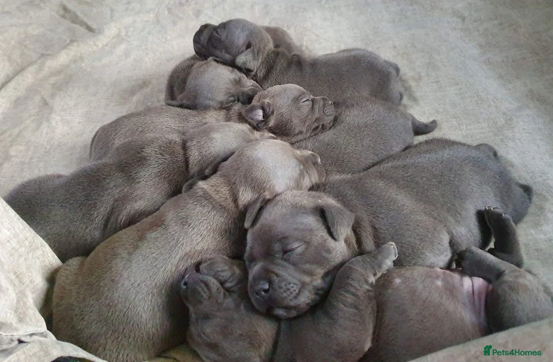 Staffordshire Bull Terrier dogs for sale: Stunning blue staffie pups  - Advert 3