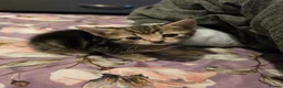 Mixed Breed cats for sale: "Fluffy Furballs"  - Advert 4