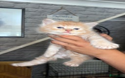 Mixed Breed cats for sale: half maincoon kittens  - Image 3