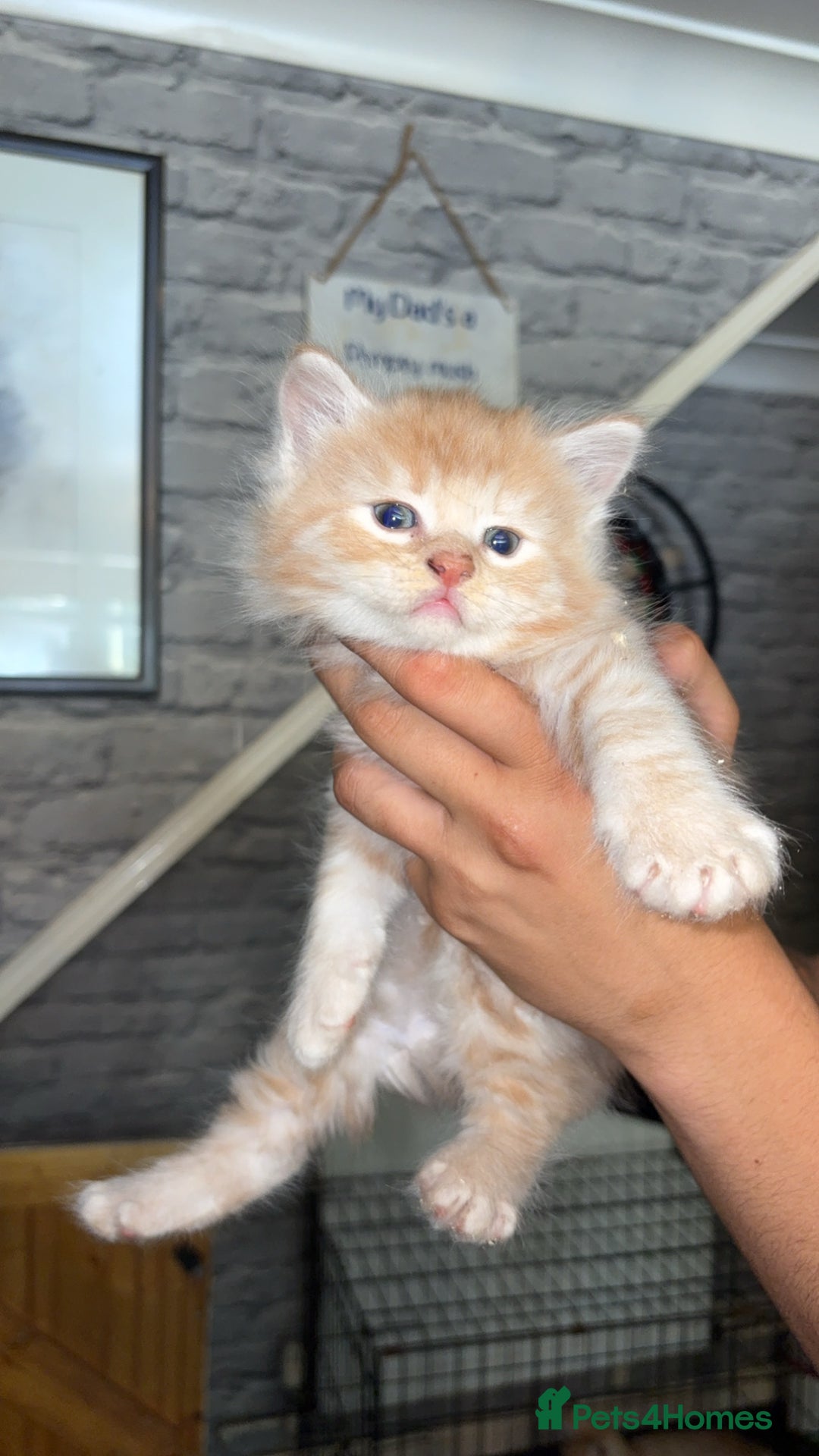 Mixed Breed cats for sale: half maincoon kittens  - Image 3
