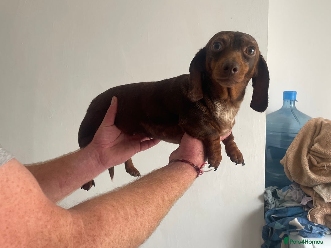 Miniature Dachshund dogs for sale: Miniature dachshund female - Image 7