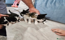 European cats for sale: 5 European Kittens for sale.  - Image 5