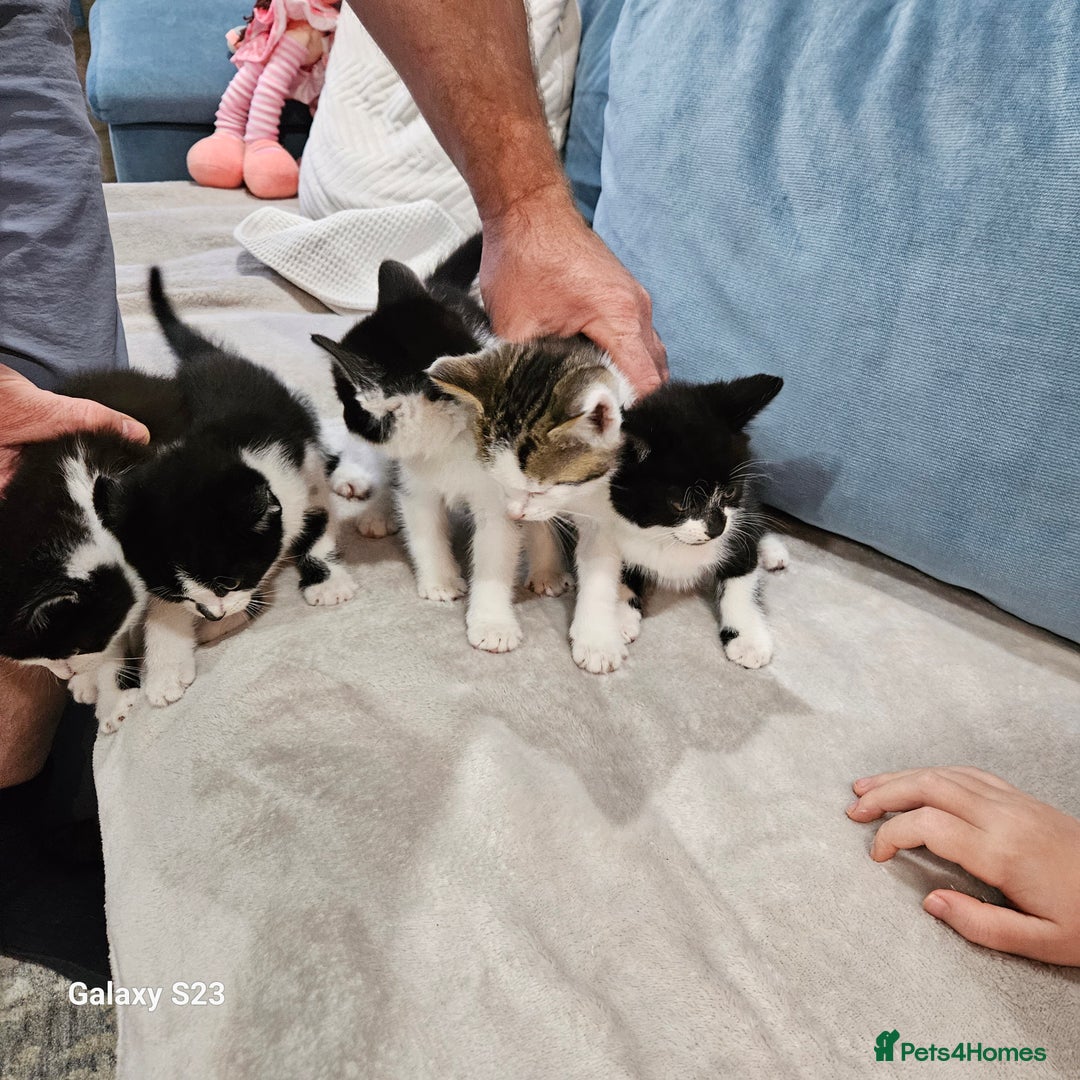 European cats for sale: 5 European Kittens for sale.  - Image 5