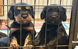 Cocker Spaniel dogs for sale: Cocker Spaniel puppies - Image 1