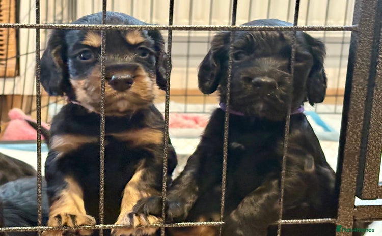 Cocker Spaniel dogs - Advert 8
