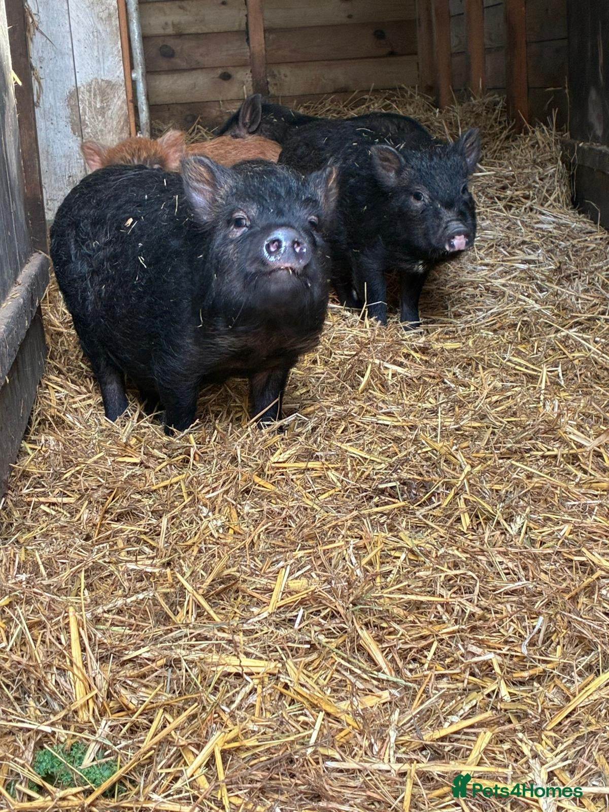 Pig livestock X4 Juliana mini pigs for sale  - Advert 17