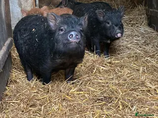 Pig livestock X4 Juliana mini pigs for sale - Advert 9