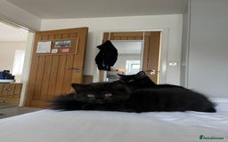 Mixed Breed cats for sale: 3 kittens for sale  - Image 2