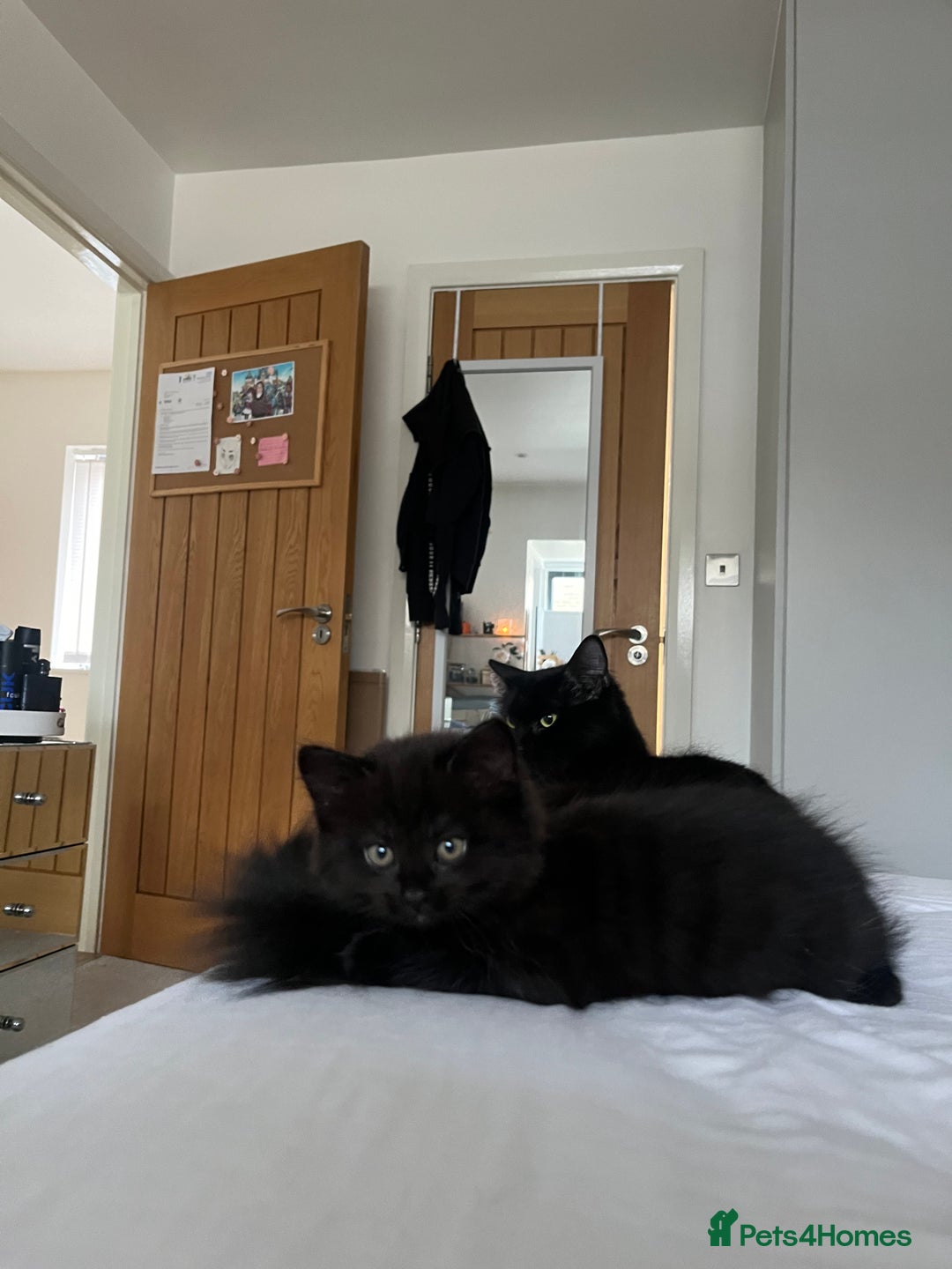 Mixed Breed cats for sale: 3 kittens for sale  - Image 2