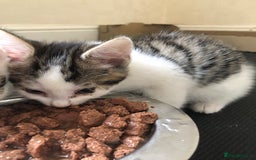 Mixed Breed cats for sale: 6 kittens - Image 3