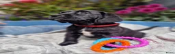Springador dogs for sale: BEAUTIFUL SPRINGADOR PUPPIES - Advert 24