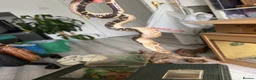 Mixed Breed reptiles for sale: Western Hognose snake and setup  in Eastleigh - Advert 2