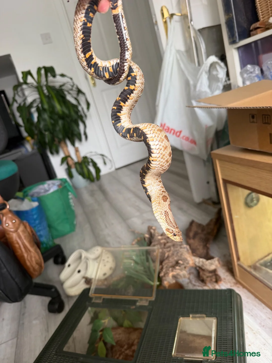 Mixed Breed reptiles for sale: Western Hognose snake and setup  in Eastleigh - Advert 2