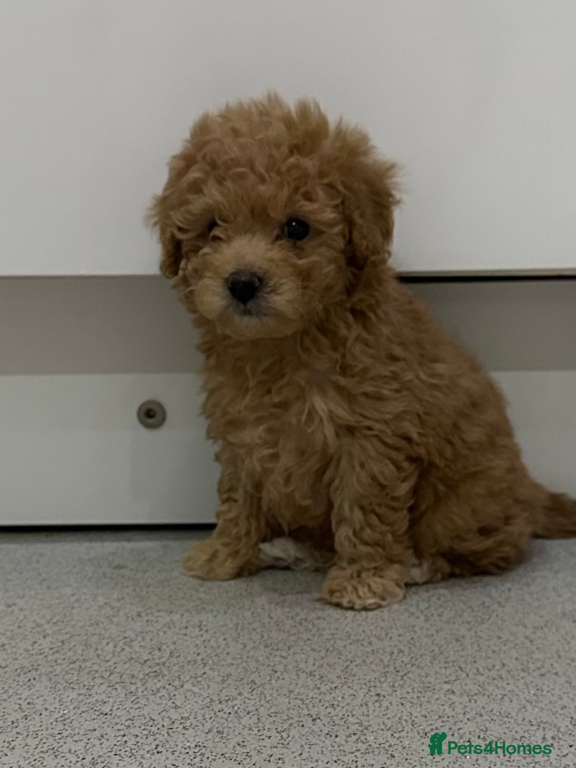 Toy Poodle dogs Tiny toy poodle puppies Ready Now! - Advert 7