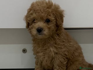 Toy Poodle dogs Tiny toy poodle puppies Ready Now! - Advert 11