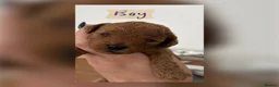 Cockapoo dogs for sale: Beautiful mid sized F1b Cockapoos in Wrexham - Advert 2