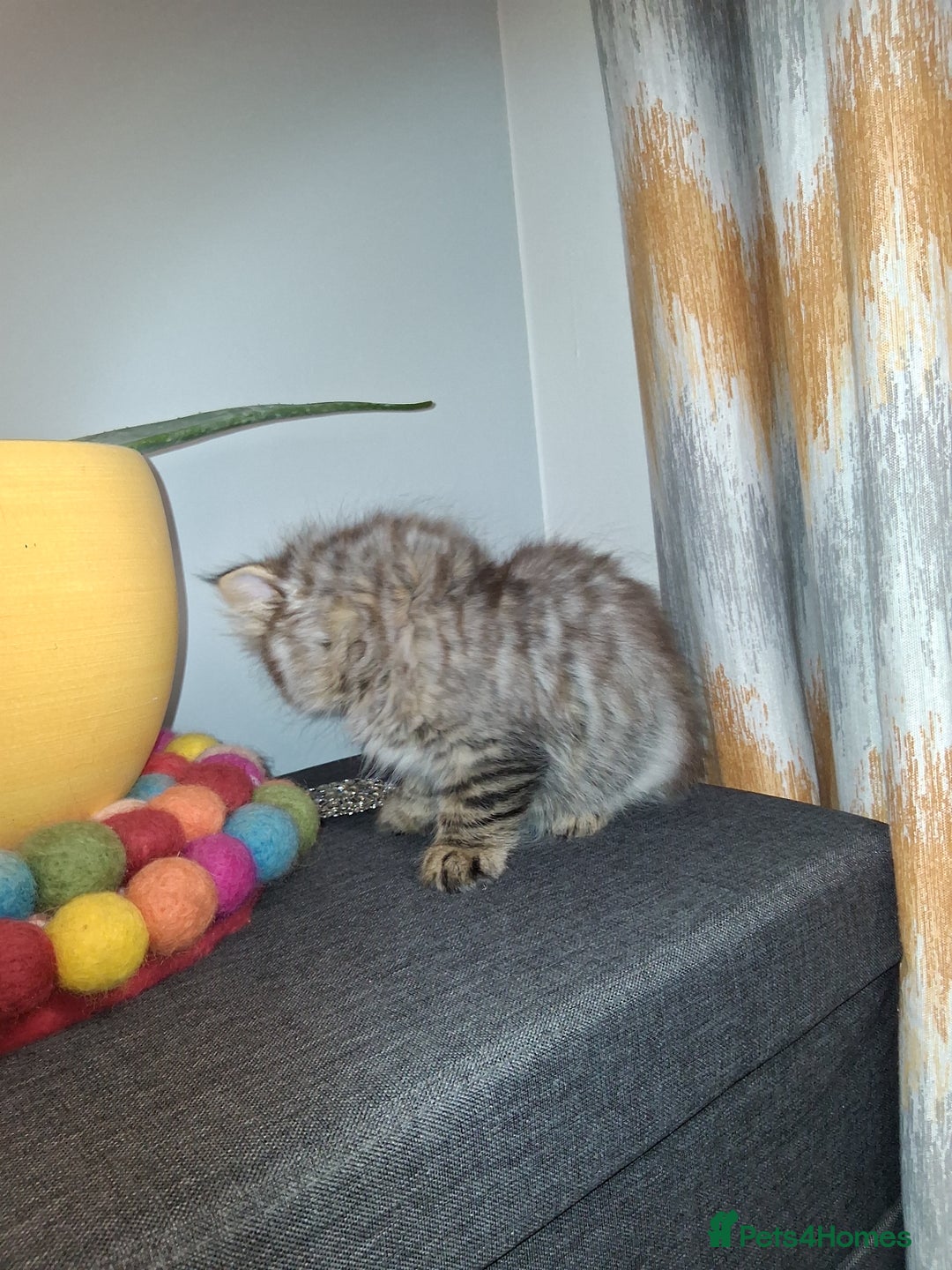 Persian cats for sale: Adorable pure Persian  - Image 9